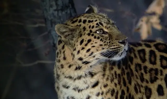 ‘Nadir Kedi Yetenekleri’ 9 Şubat Pazar Günü 20.00’de National Geographic WILD Ekranlarında!