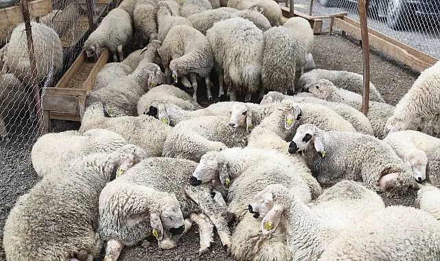 Çankaya Kurban Bayramına Hazır