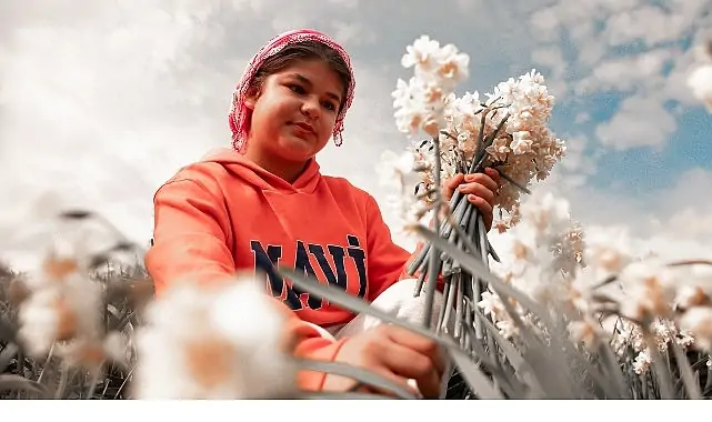 Nergis Kokulu Festival İçin Geri Sayım Başladı: Bayındır Turan Mahallesi Hazır!